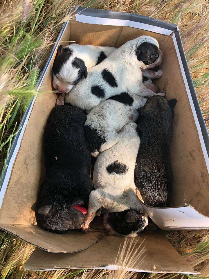 puppies abandoned in a shoebox