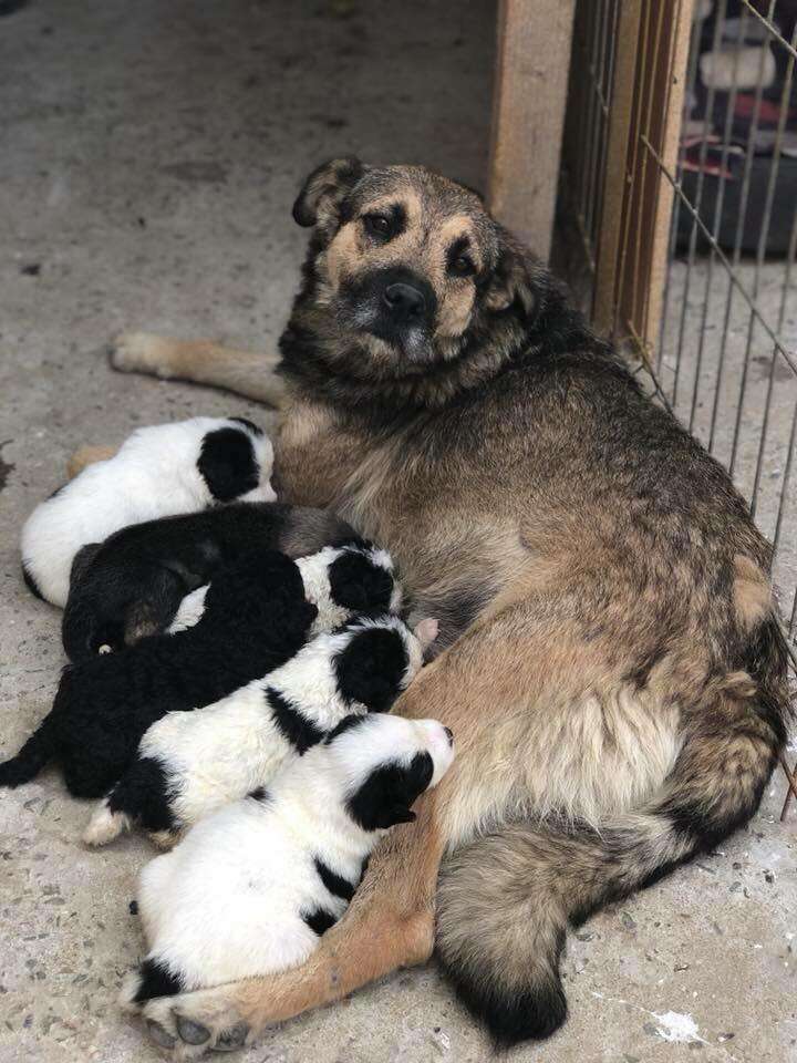 puppies abandoned in a shoebox