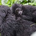 gorilla endangered congo