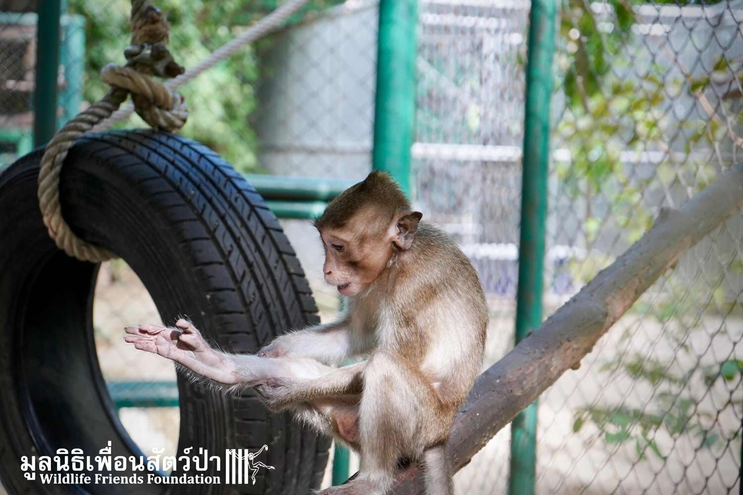 Macaque saved from being someone's pet in Thailand
