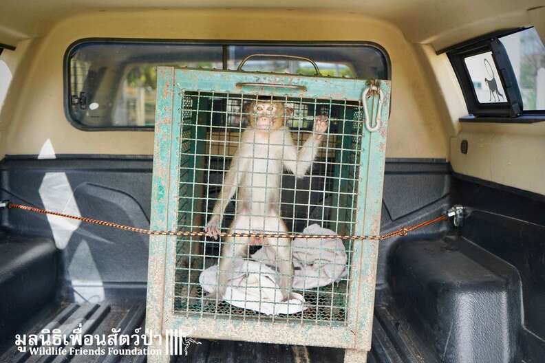 Macaque saved from being someone's pet in Thailand