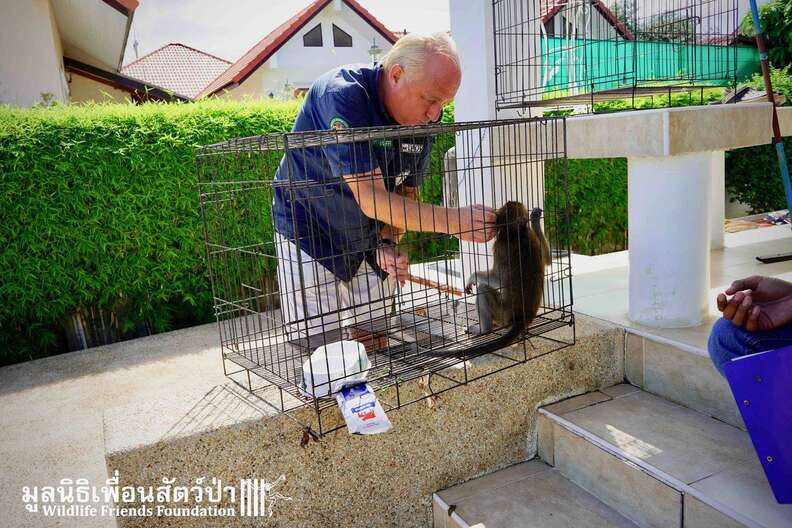 Macaque saved from being someone's pet in Thailand