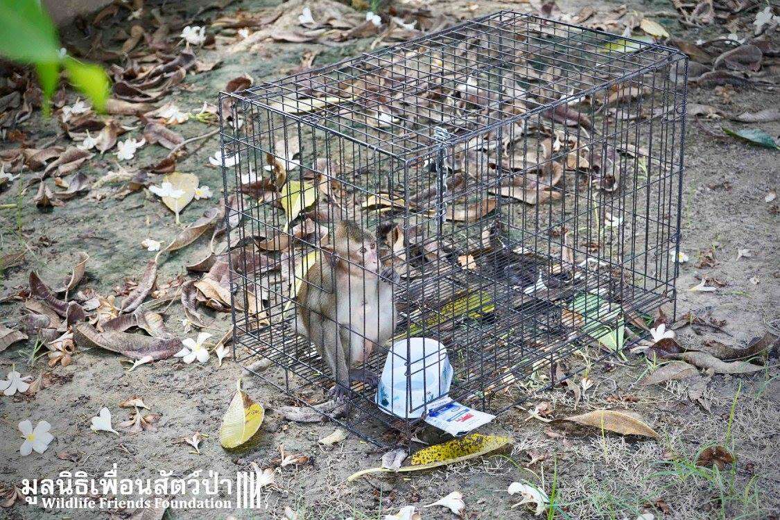 Macaque saved from being someone's pet in Thailand