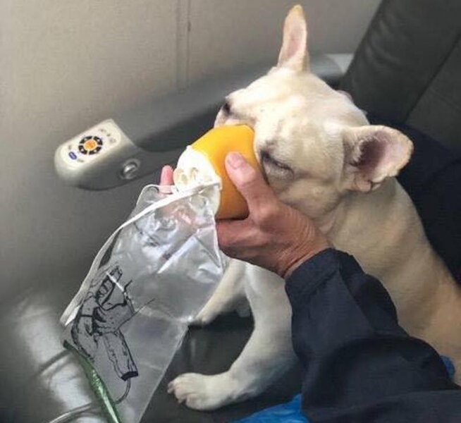 JetBlue Crew Saves French Bulldog by Using an Oxygen Mask Thrillist