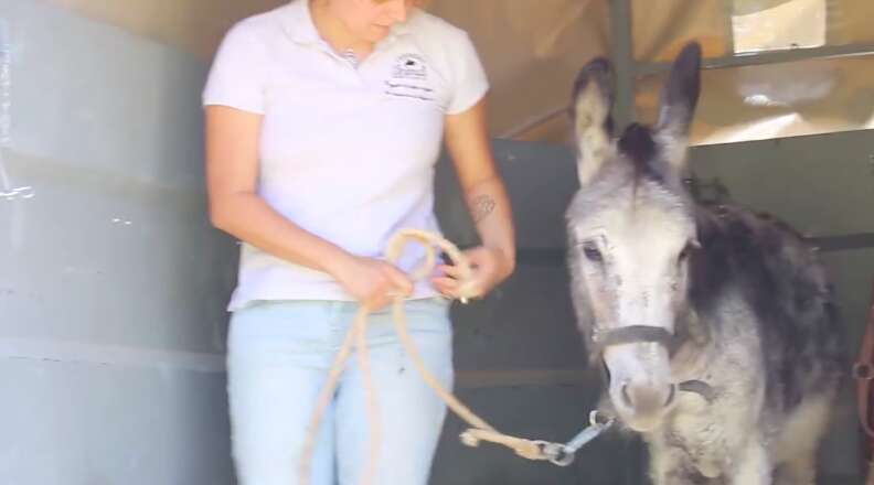 donkey rescue spain