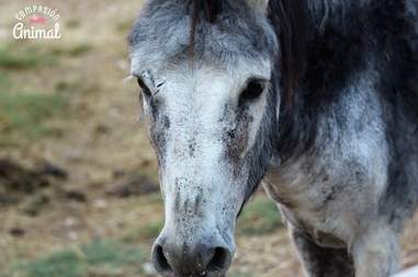 spain donkey rescue