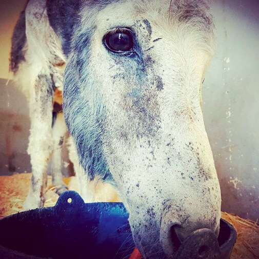 donkey rescue spain