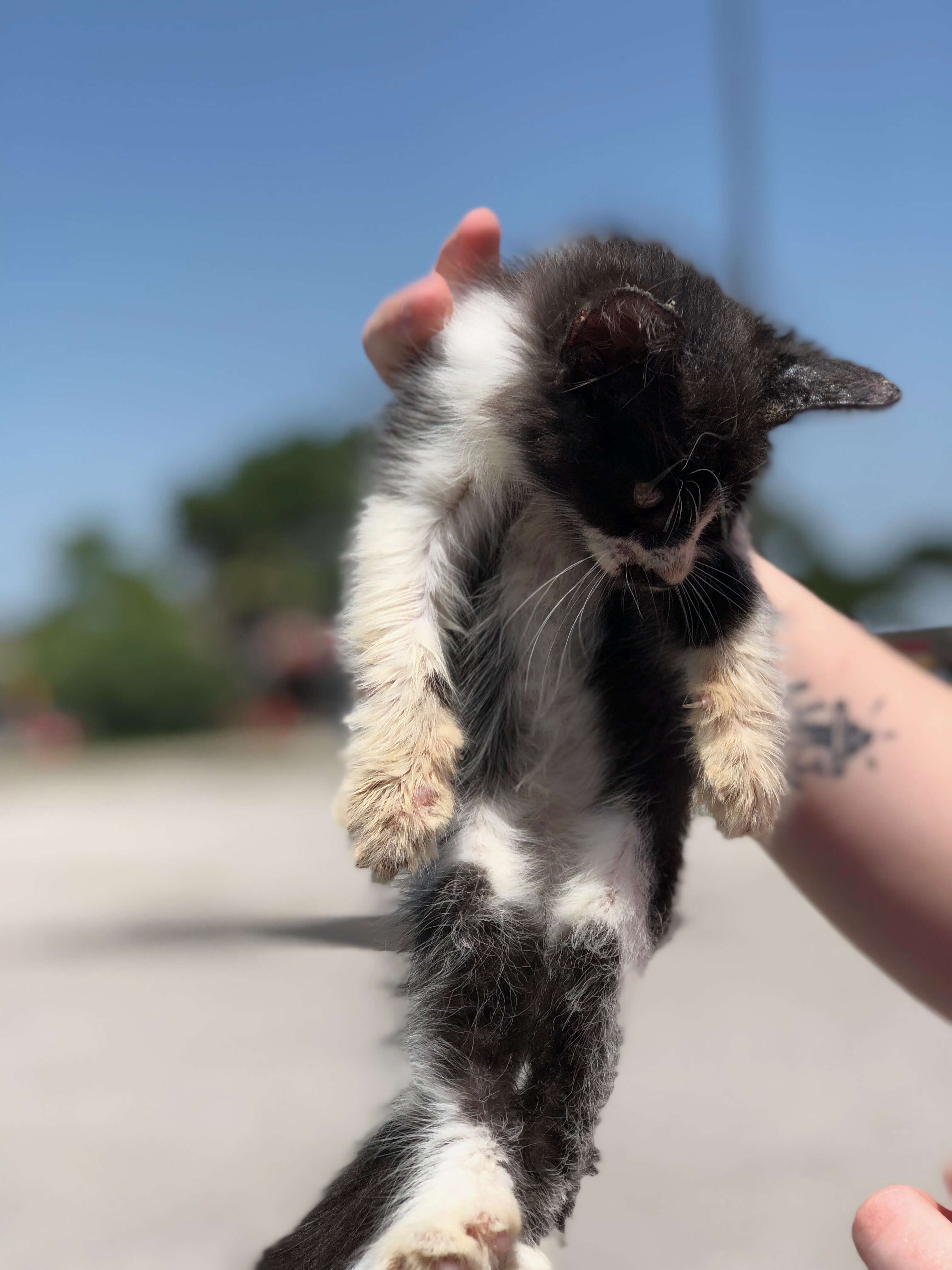 kitten found on sidewalk
