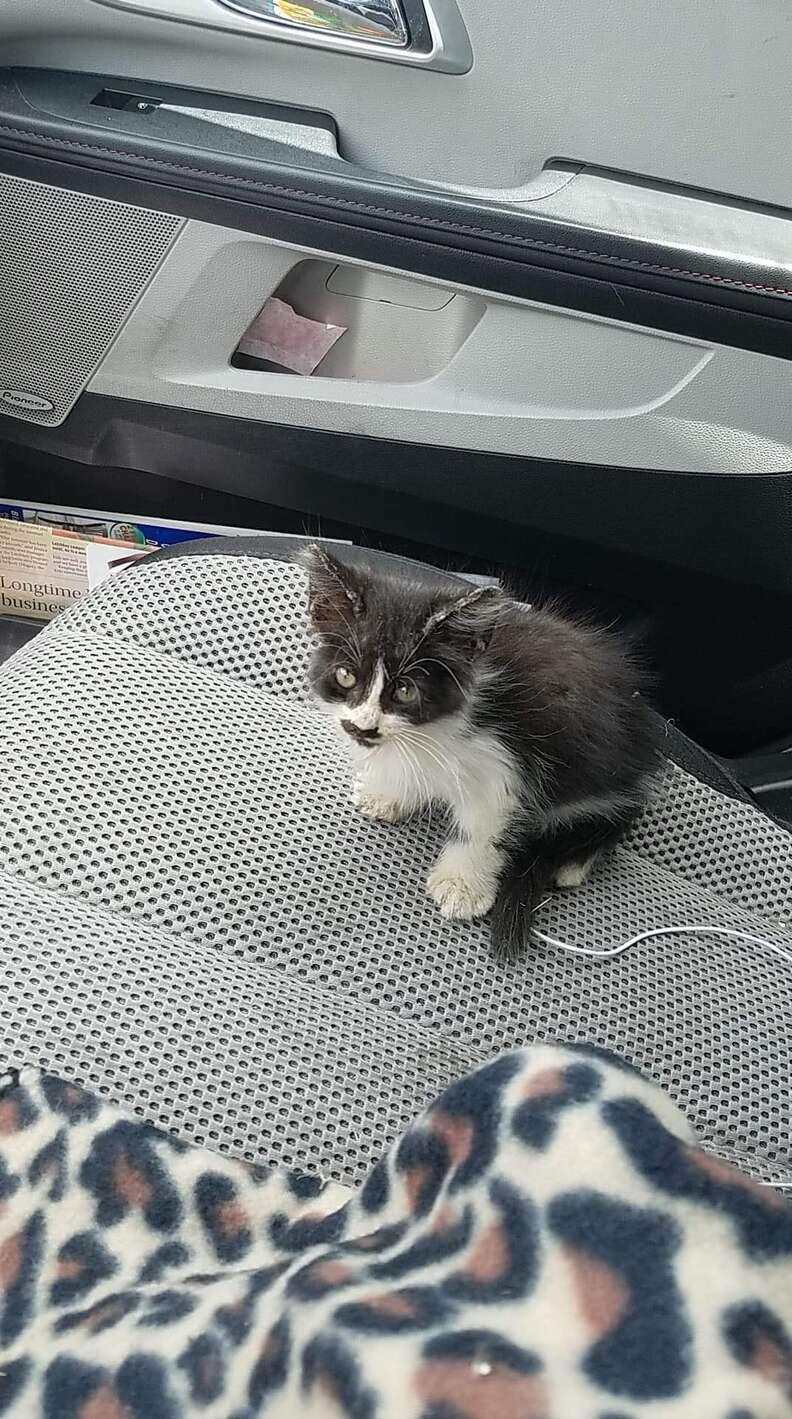 kitten found on a sidewalk