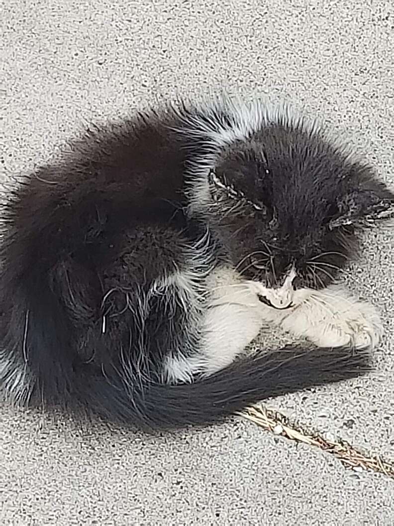 kitten abandoned on a sidewalk