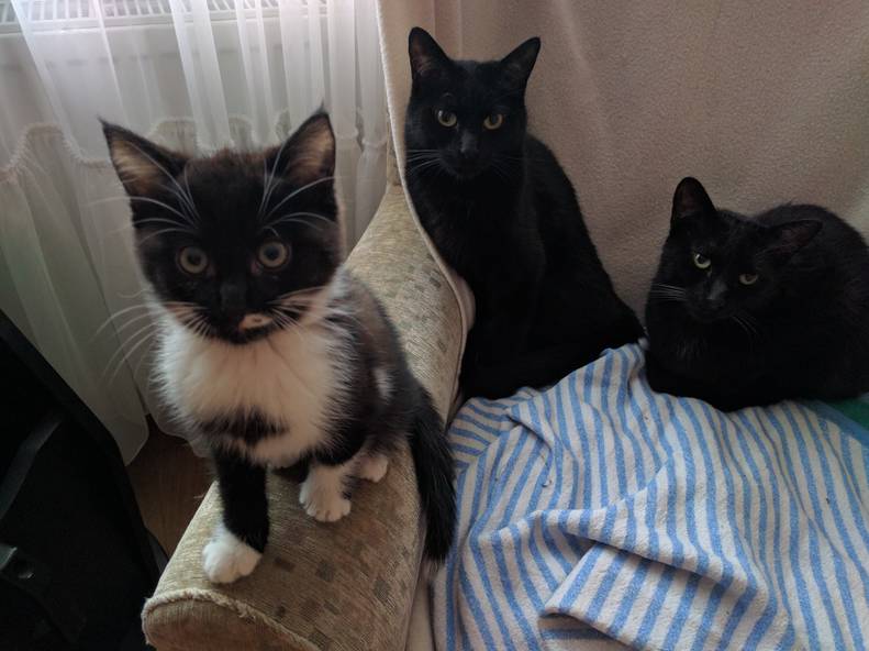 Cat Steals His Mom S Seat At The Dinner Table Every Night The Dodo