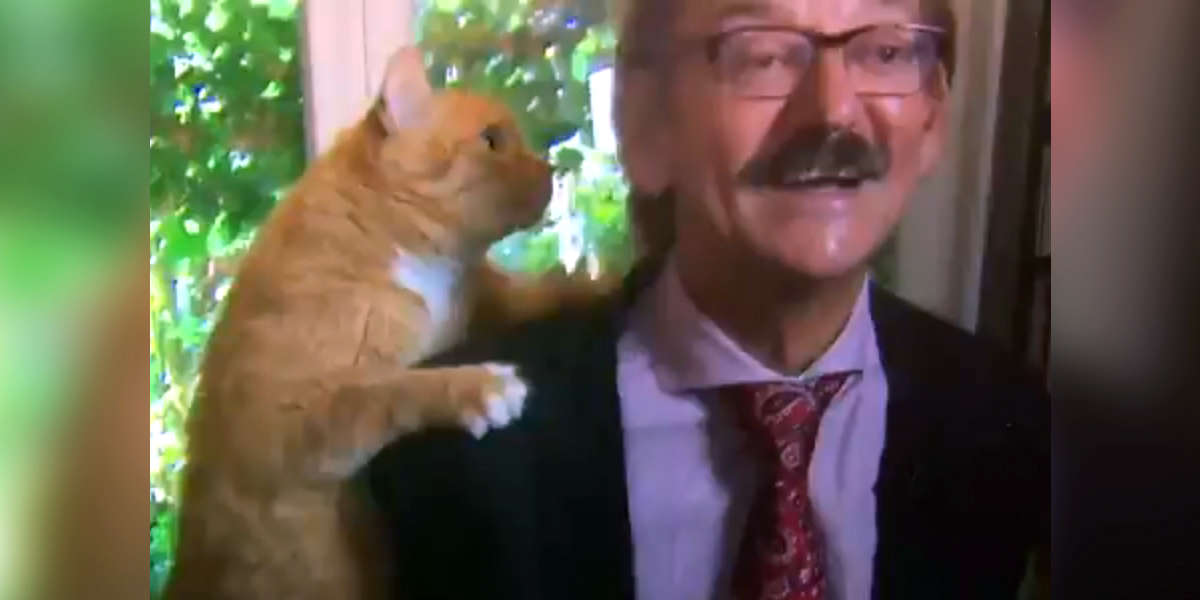 Cat Interrupts Live TV Interview To Climb On Professor's Head - The Dodo