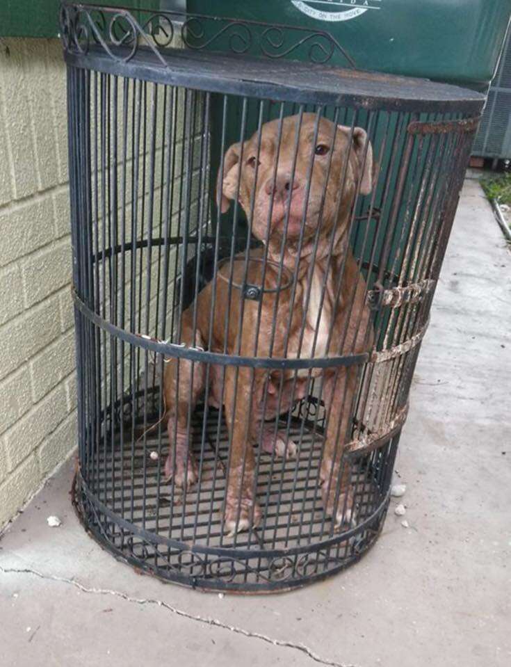 Dog in birdcage in front of shelter