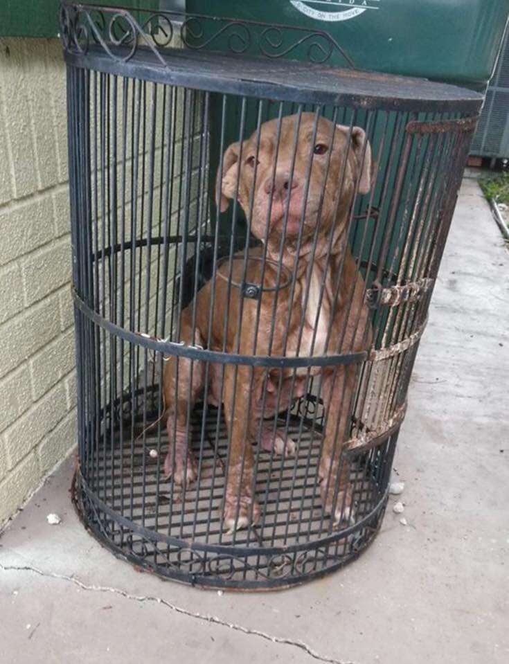 Dog cage for pitbull best sale