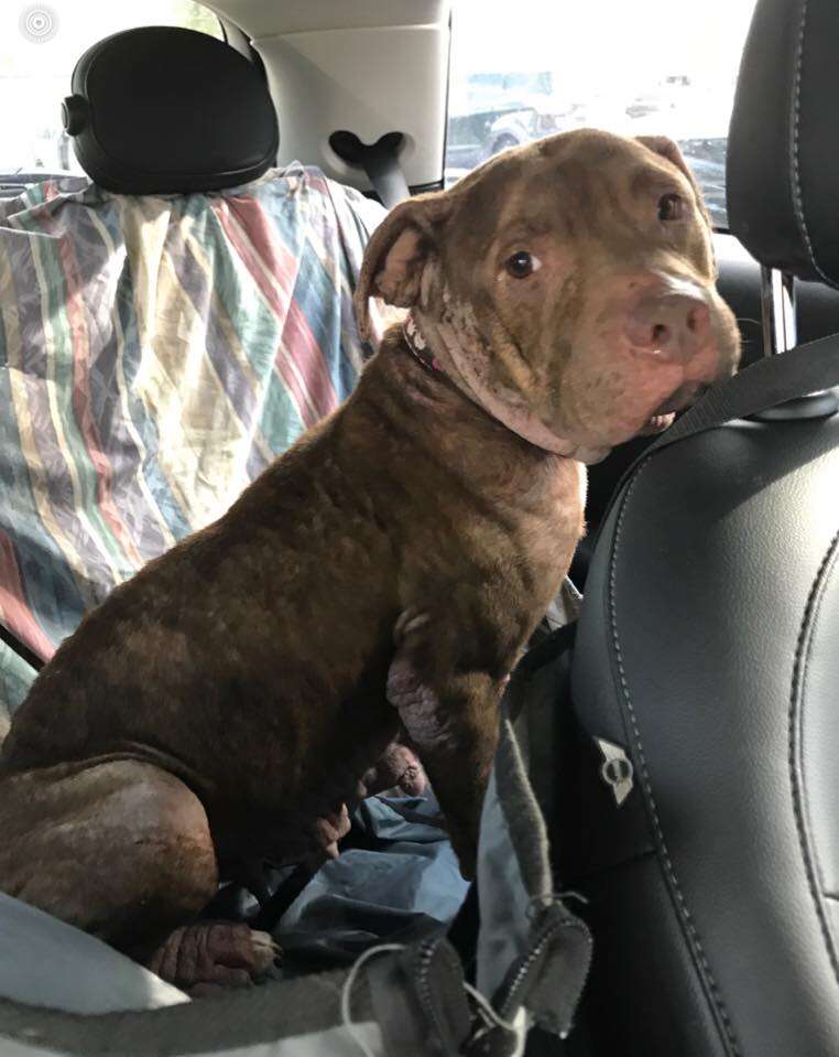 Dog sitting inside car