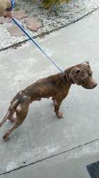 Skinny dog on leash