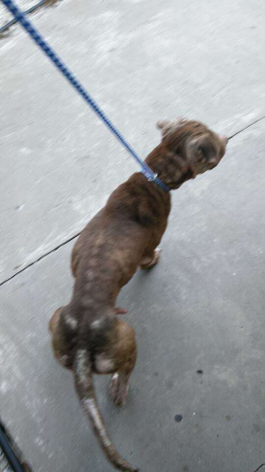 Skinny dog on leash