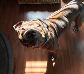 Pit bull looking up at the camera