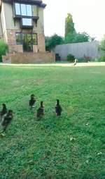 duck loses her ducklings