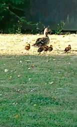 duck loses her ducklings