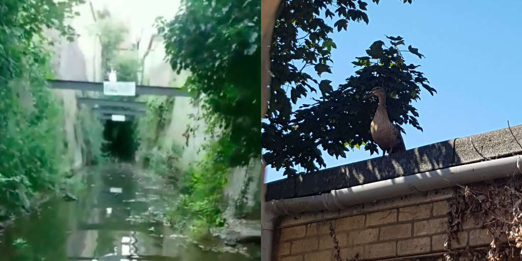 Duck Mom Stood By Tunnel Crying For Someone To Save Her Babies
