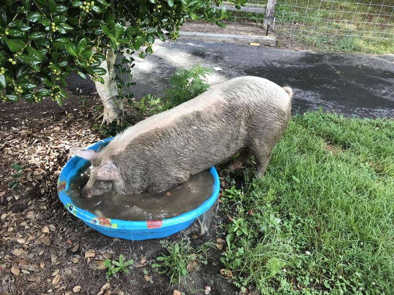 Injured pig trying to fit inside kiddie pool