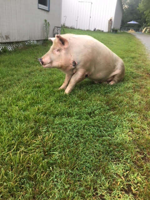 Pig sitting in grass