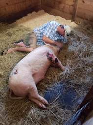Man with injured pig inside barn