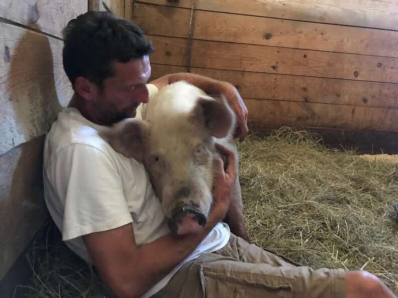 Man cuddling with farm pig inside barn