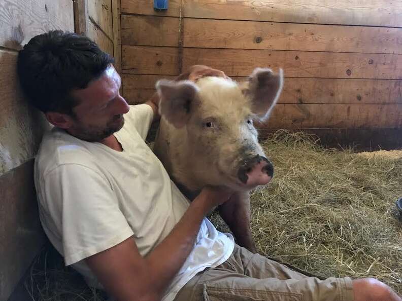 Man cuddling with injured pig in barn