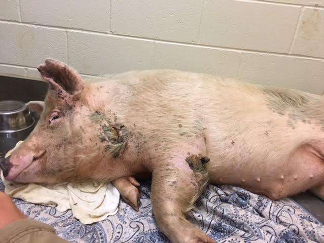 Pig lying inside kennel