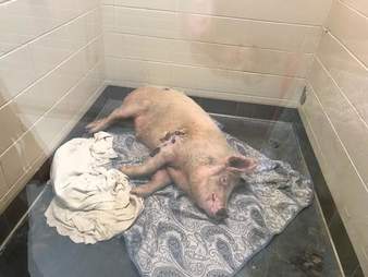 Pig inside kennel at shelter