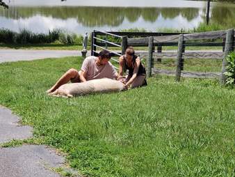 Couple sitting with rescued piglet