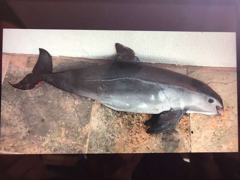 Vaquita porpoise killed in gillnet