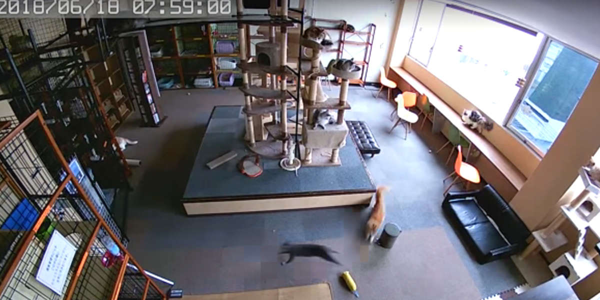 Footage Shows Cats Reacting Before Earthquake Strikes Japan The Dodo