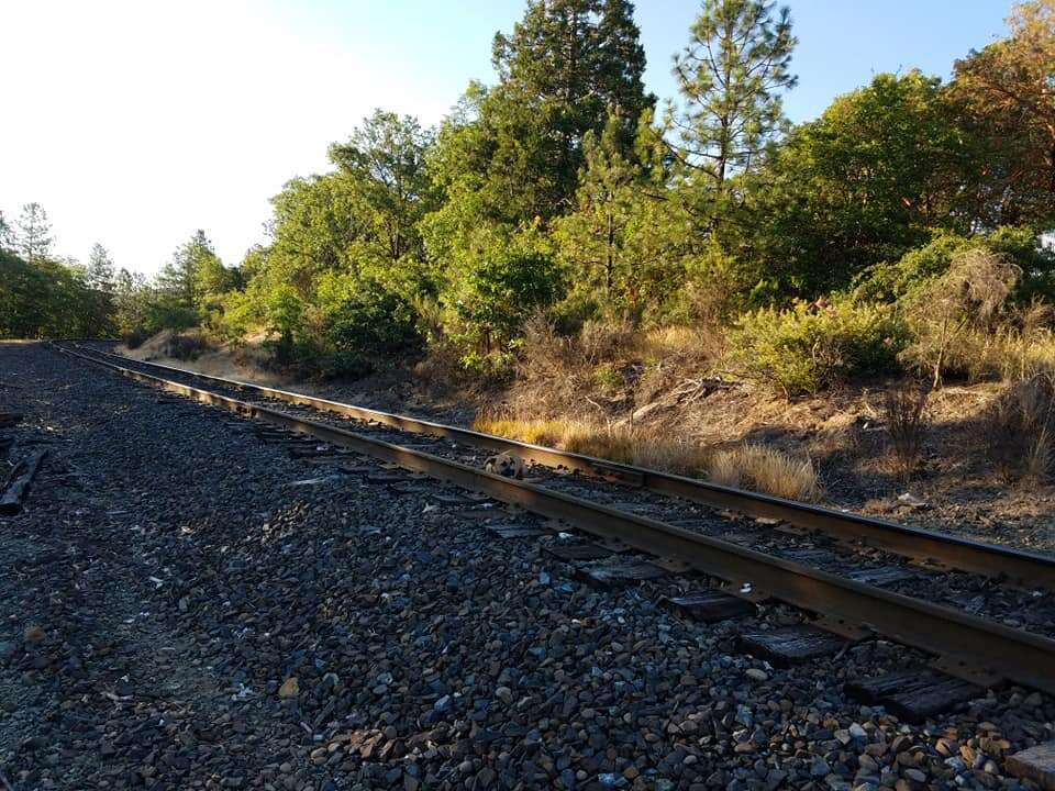 dog rescue railroad tracks