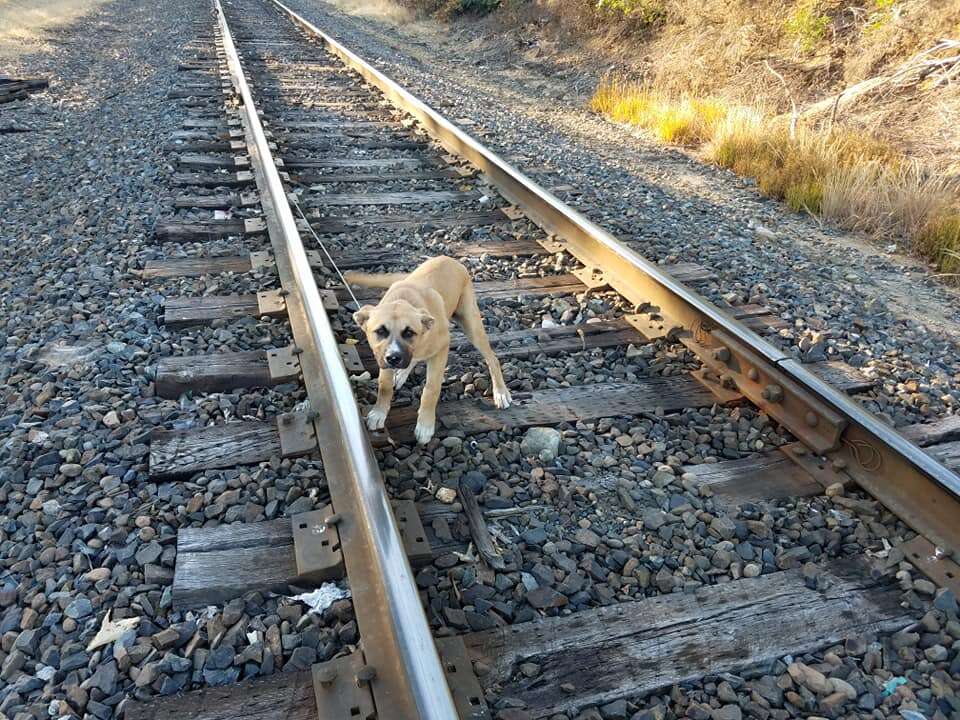 dog rescue railroad tracks