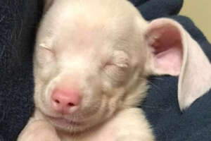 This Feisty Puppy Looks Just Like A Tiny Piglet 