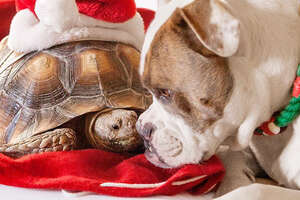 Tortoise Loves His Pit Bull Sister