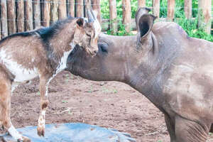 Baby Rhino Grows Up With A Goat Best Friend