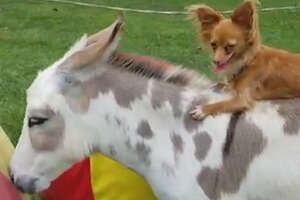 Dog Just Wants His Donkey BFF To Be Happy 