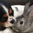 Bunny Helps Her Dog Best Friend Through The Hardest Time 