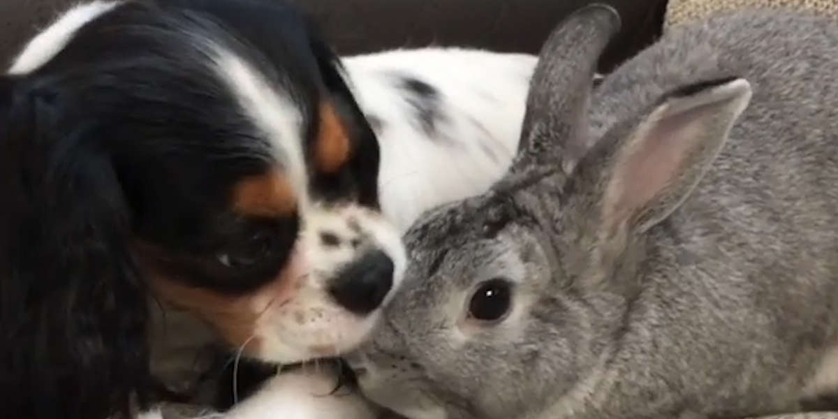 Bunny Helps Her Dog Best Friend Through The Hardest Time - Videos - The ...