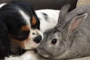 Bunny Helps Her Dog Best Friend Through The Hardest Time 