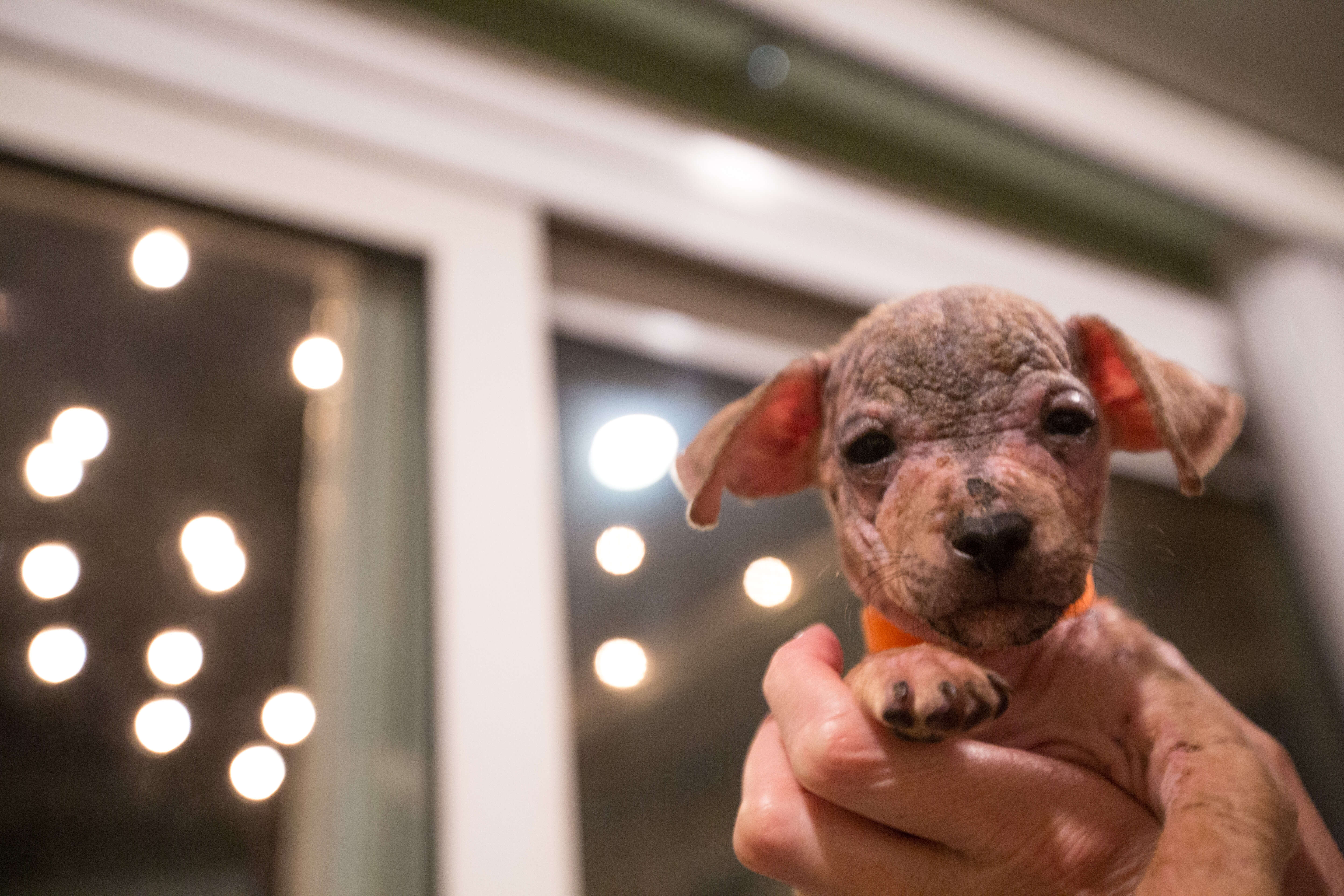 Tiny chihuahua mix with mange