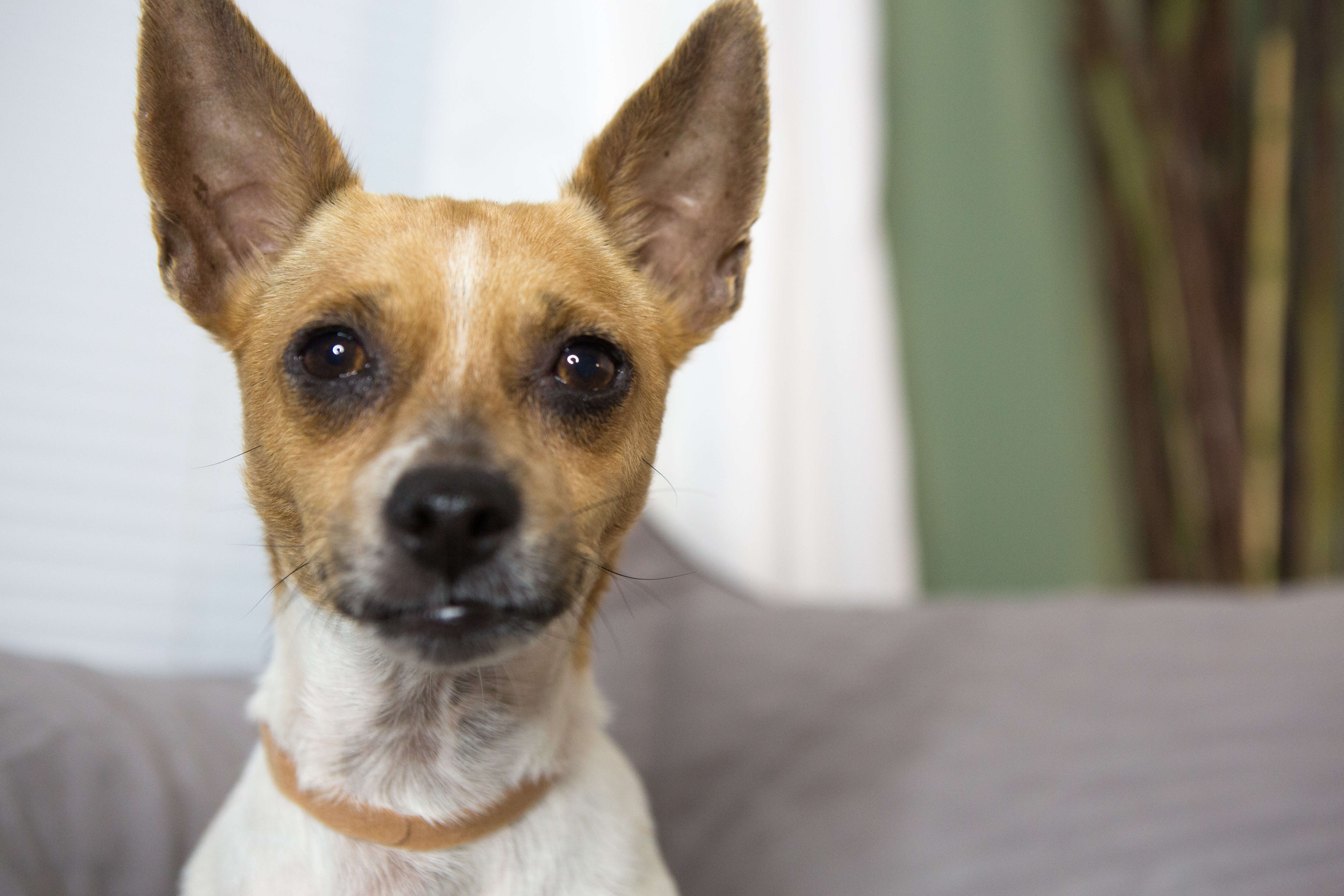 Chihuahua dog sitting on couch