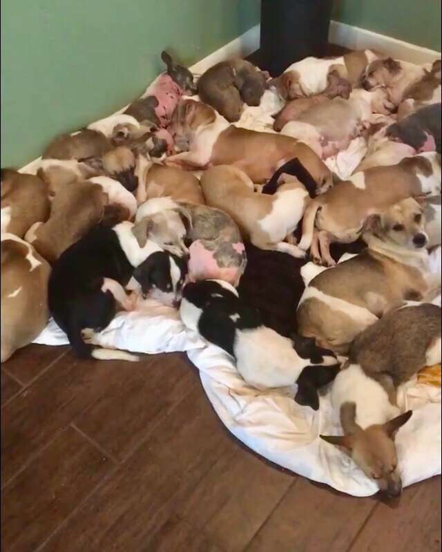 Chihuahua dogs lying on blanket on floor