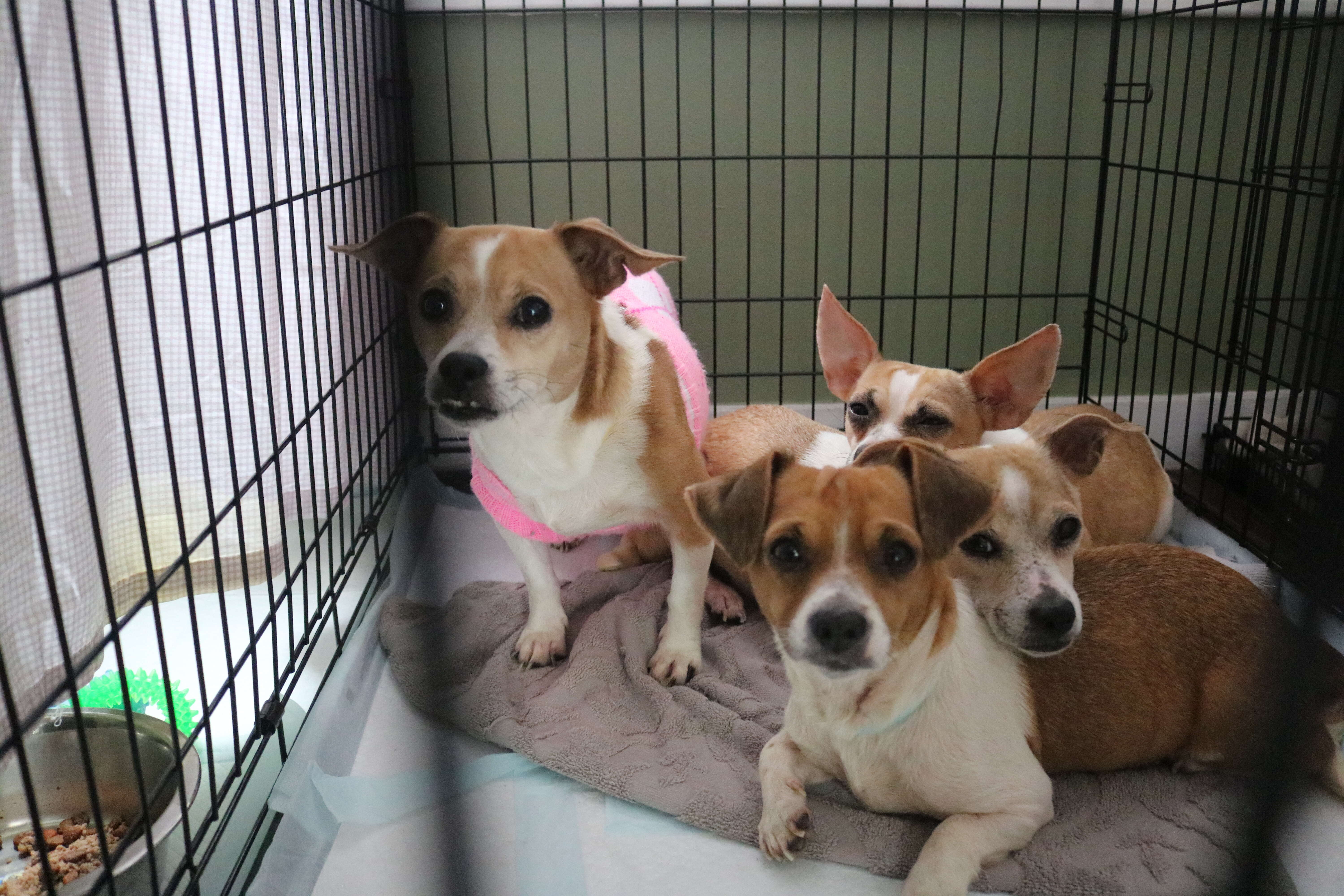 Rescued dogs inside kennel