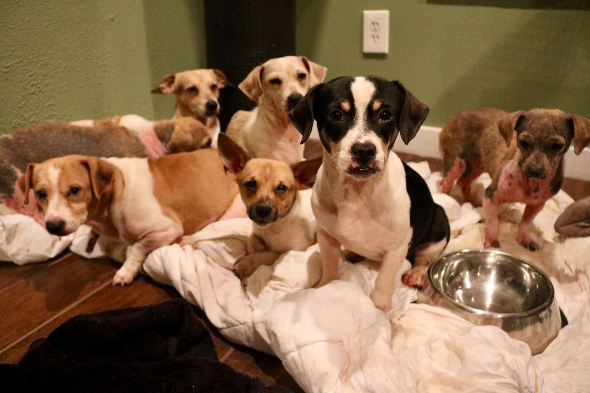 Dogs huddled on blanket