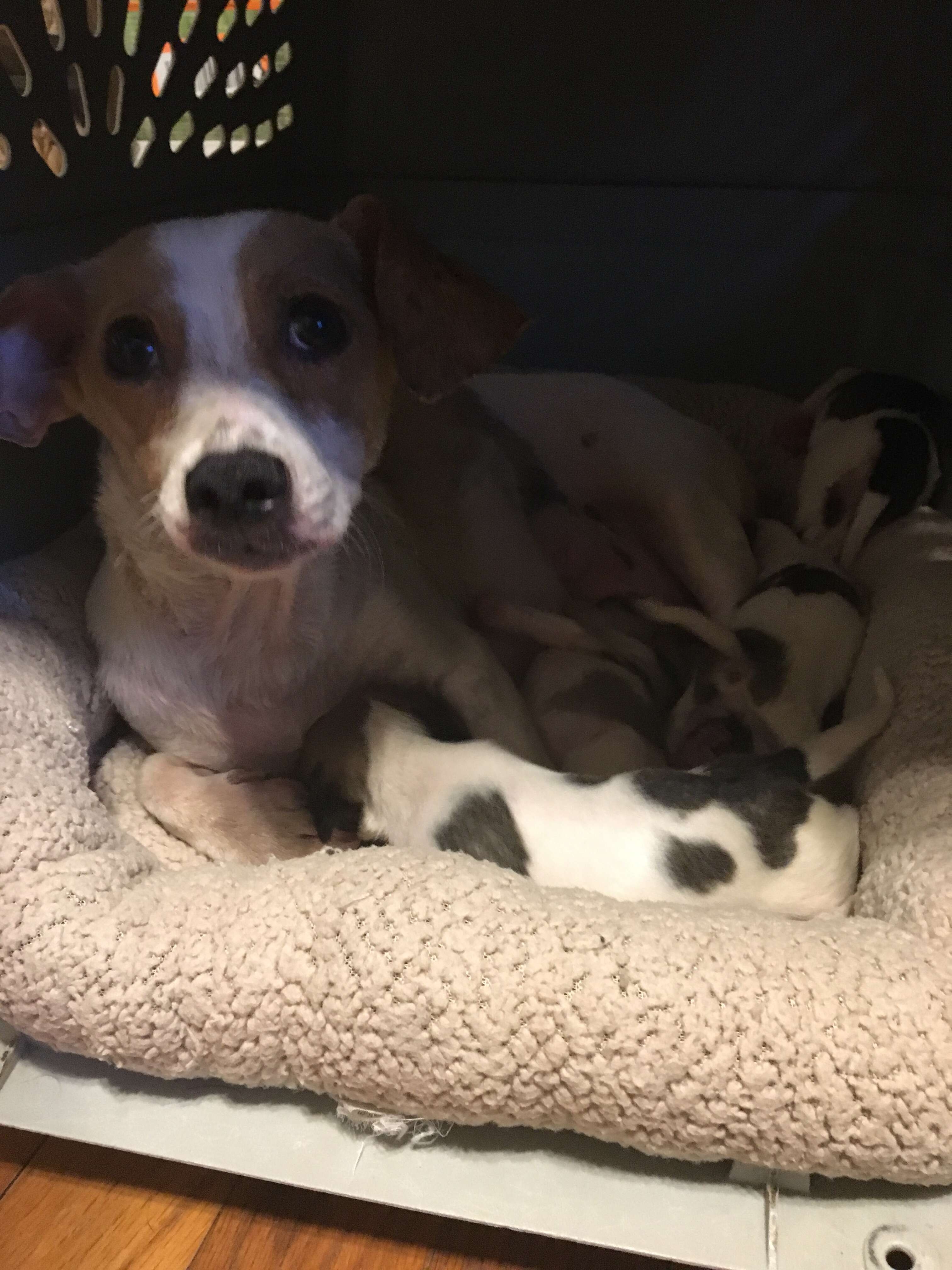 Chihuahua dogs after being rescued